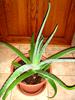 Aloe Vera Plant