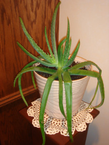 Aloe Vera Plant Home Remedies