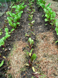 New Beet Plant Row After Thinning