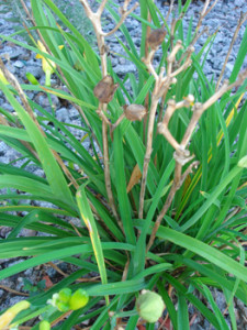 Daylily Plant