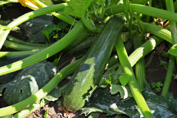 How to Preserve Zucchini