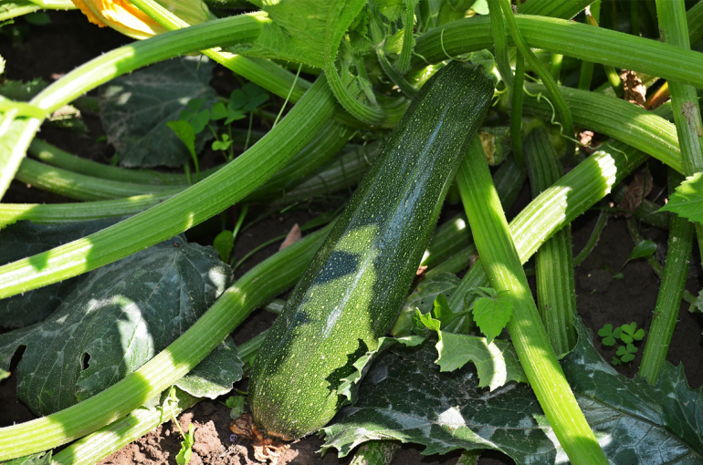 How to Preserve Zucchini