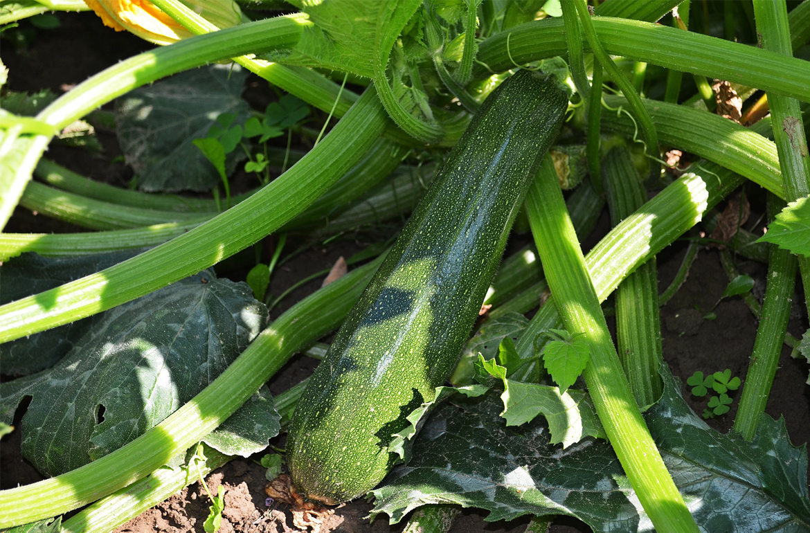 How to Preserve Zucchini