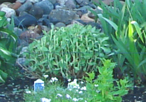 Sedum Plant Trimming and Thinning