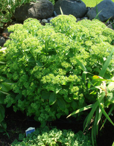 Sedum Plant Firtilized with Organic Compost