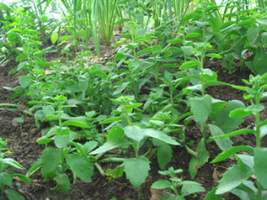 Sedum Growing and Planting