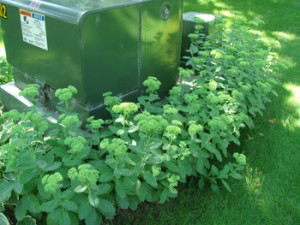 Sedum Plant Ground Cover