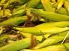 Fresh Sweet Corn on the Cob