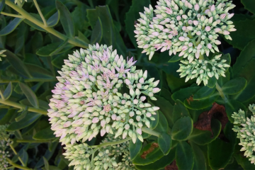 How to Grow Sedum Plants