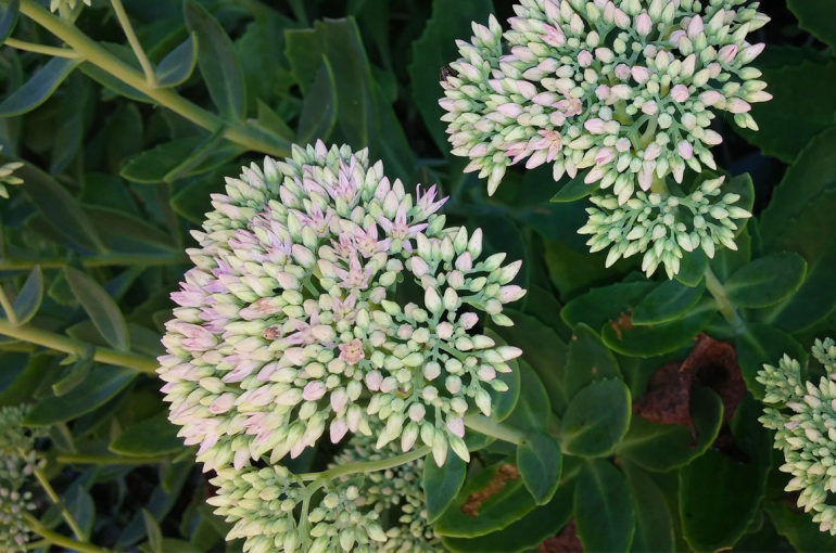 How to Grow Sedum Plants