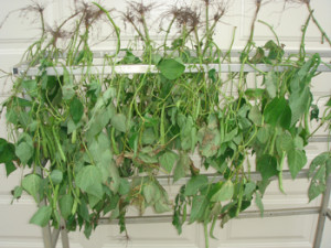 How to Dry Green Bean Seeds