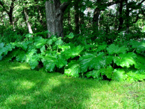 How to Grow Rhubarb