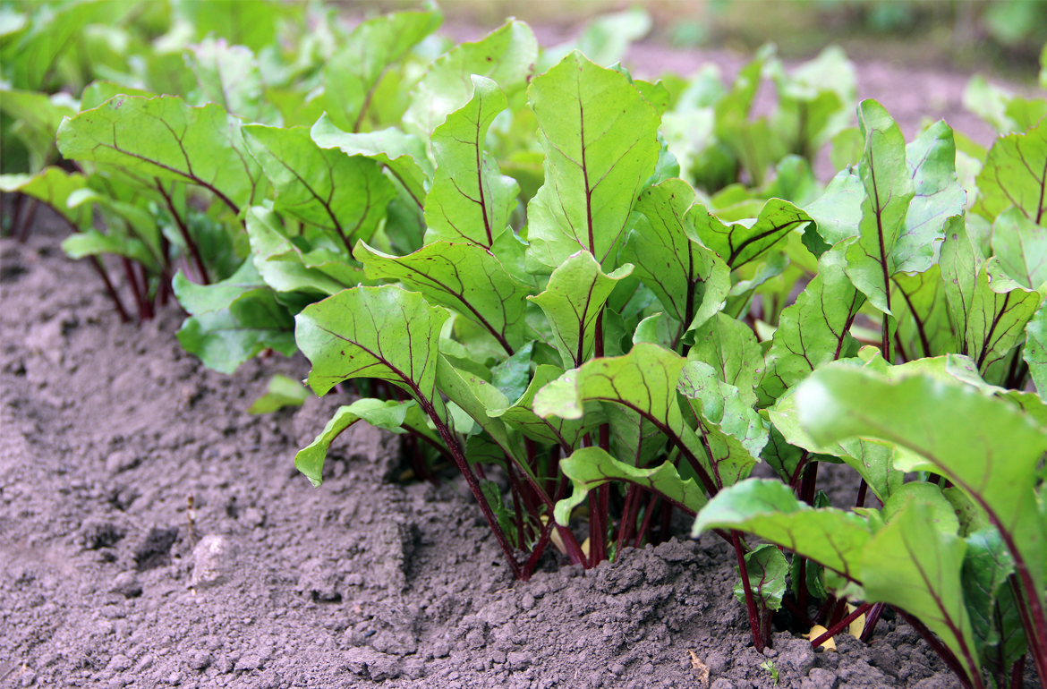 How to thin beets