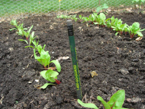 How to Thin Beet Plants