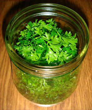 Preserving Parsley